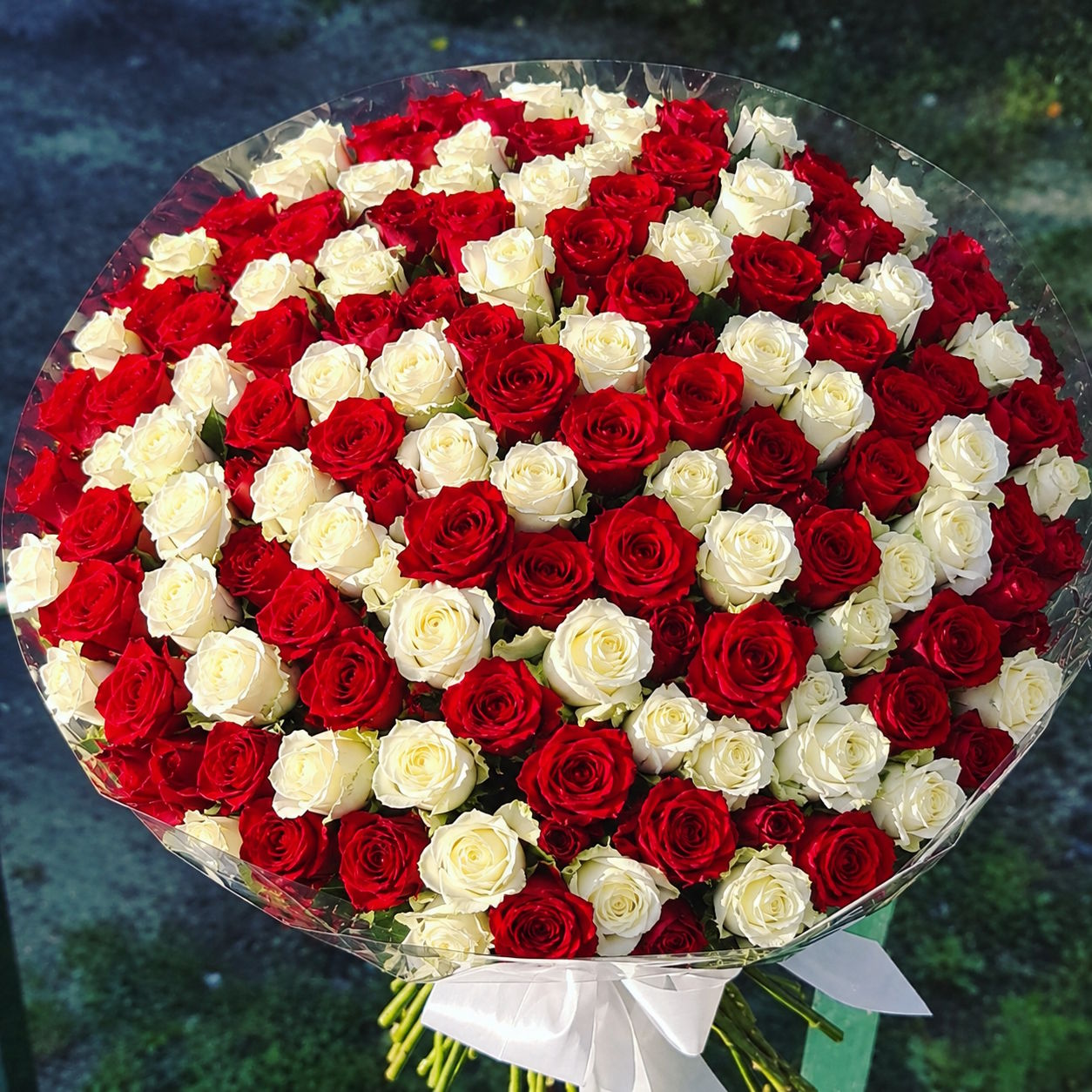 Розы красные и белые 50 см, 101 шт.